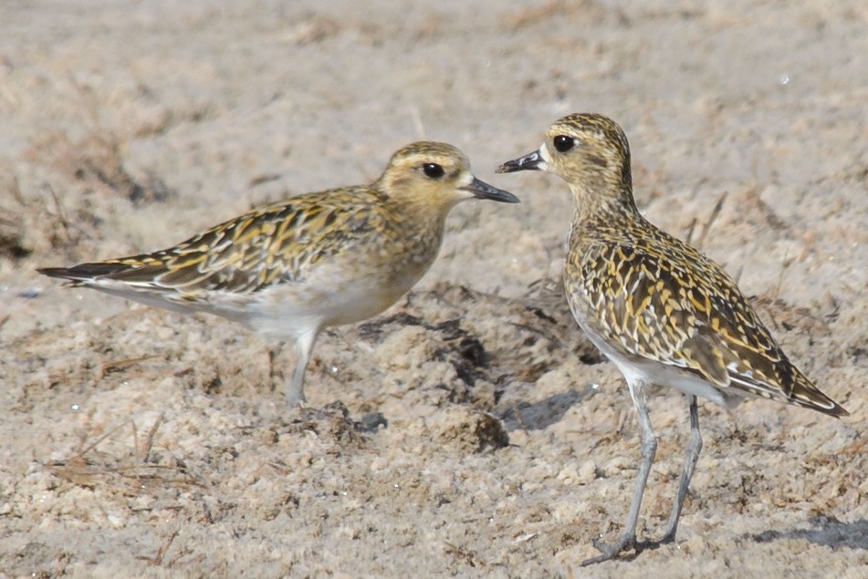 Pacific Golden-Plover - ML632506982