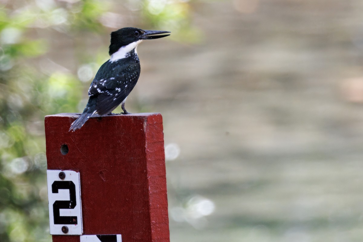 Green Kingfisher - ML632507015