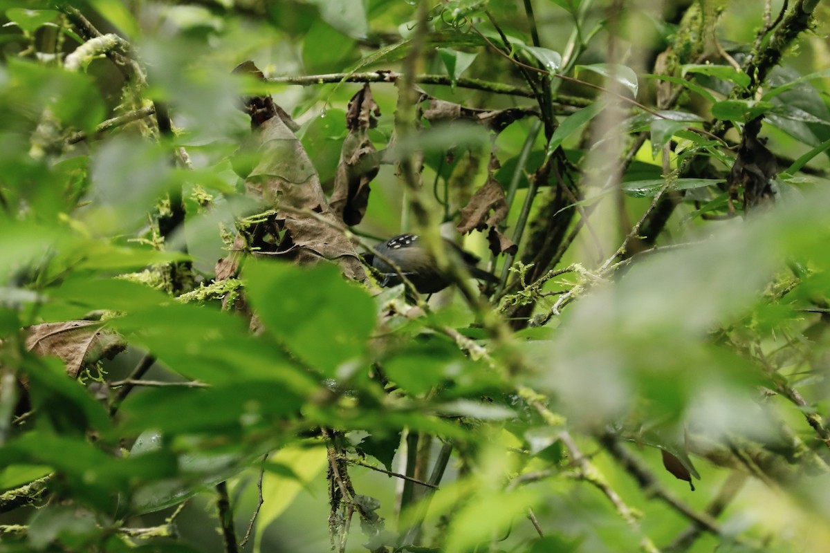 Ornate Stipplethroat - ML632507057