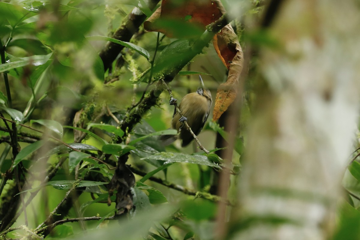 Ornate Stipplethroat - ML632507101