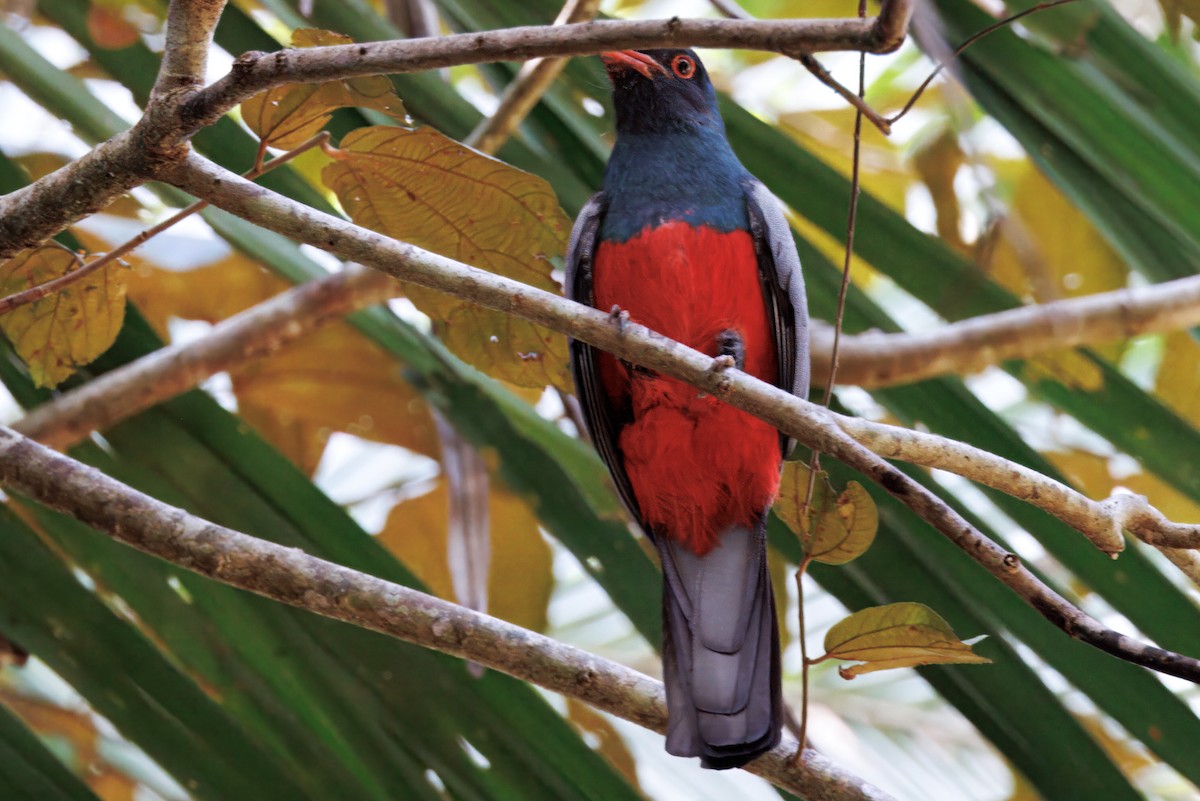 Slaty-tailed Trogon - ML632507161
