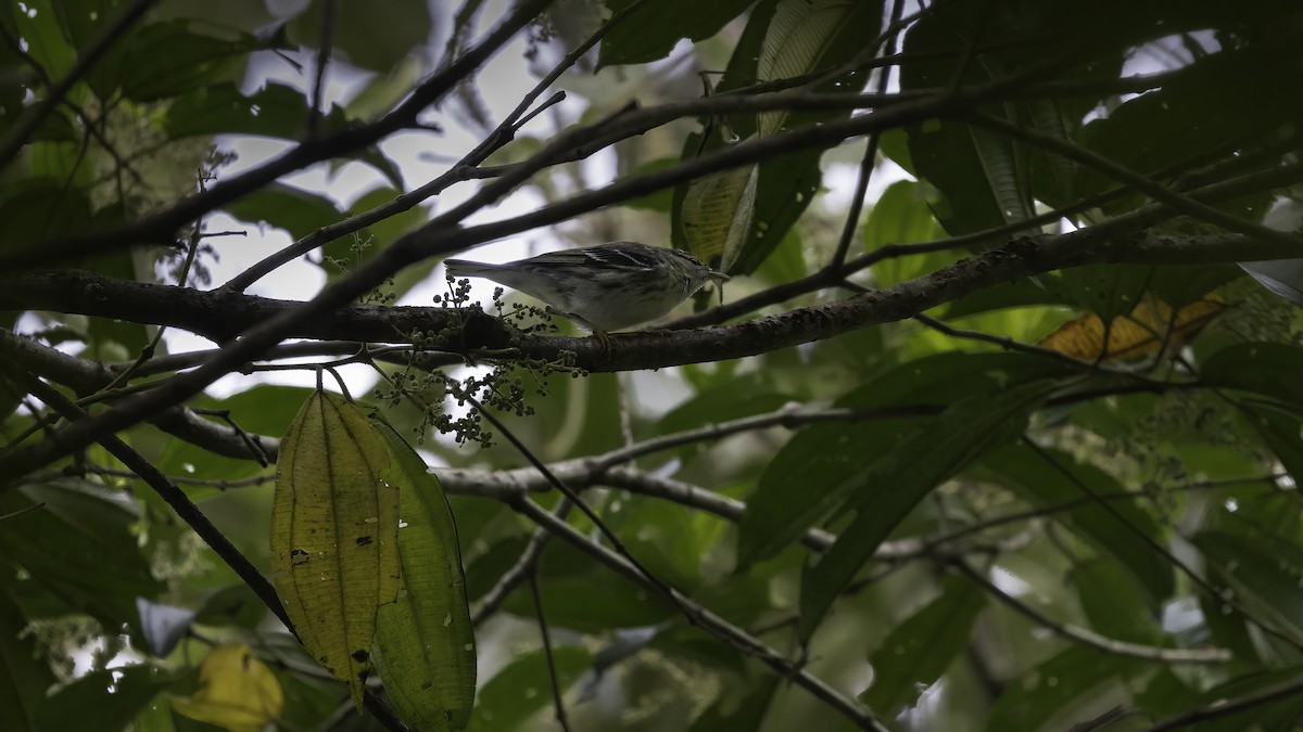 Blackpoll Warbler - ML632507197