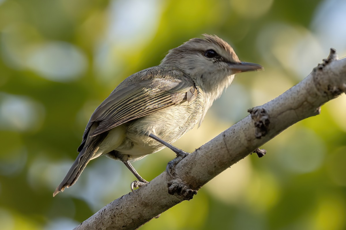 Yucatan Vireo - ML632507200