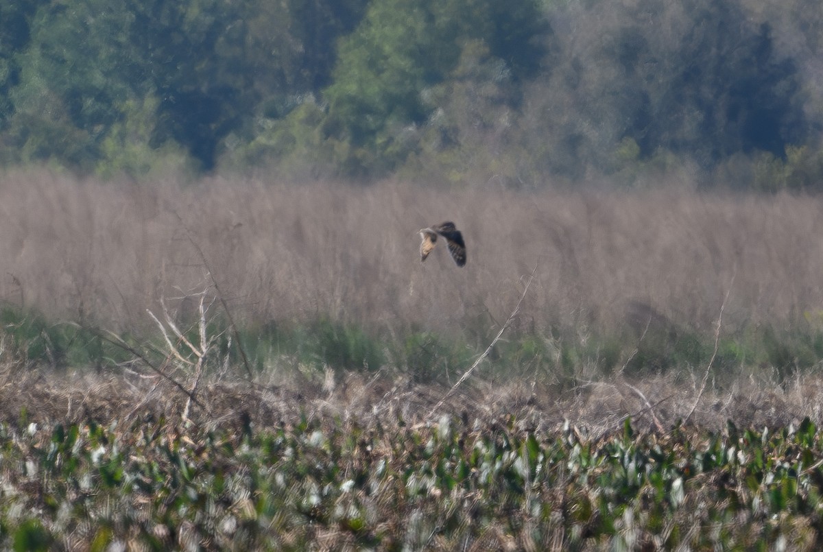 Short-eared Owl - ML632507225