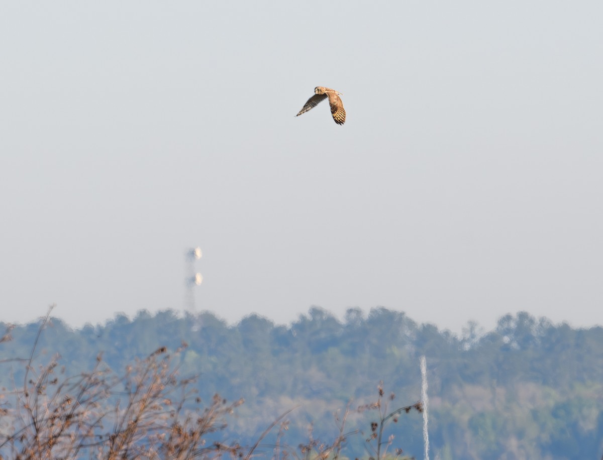 Short-eared Owl - ML632507226