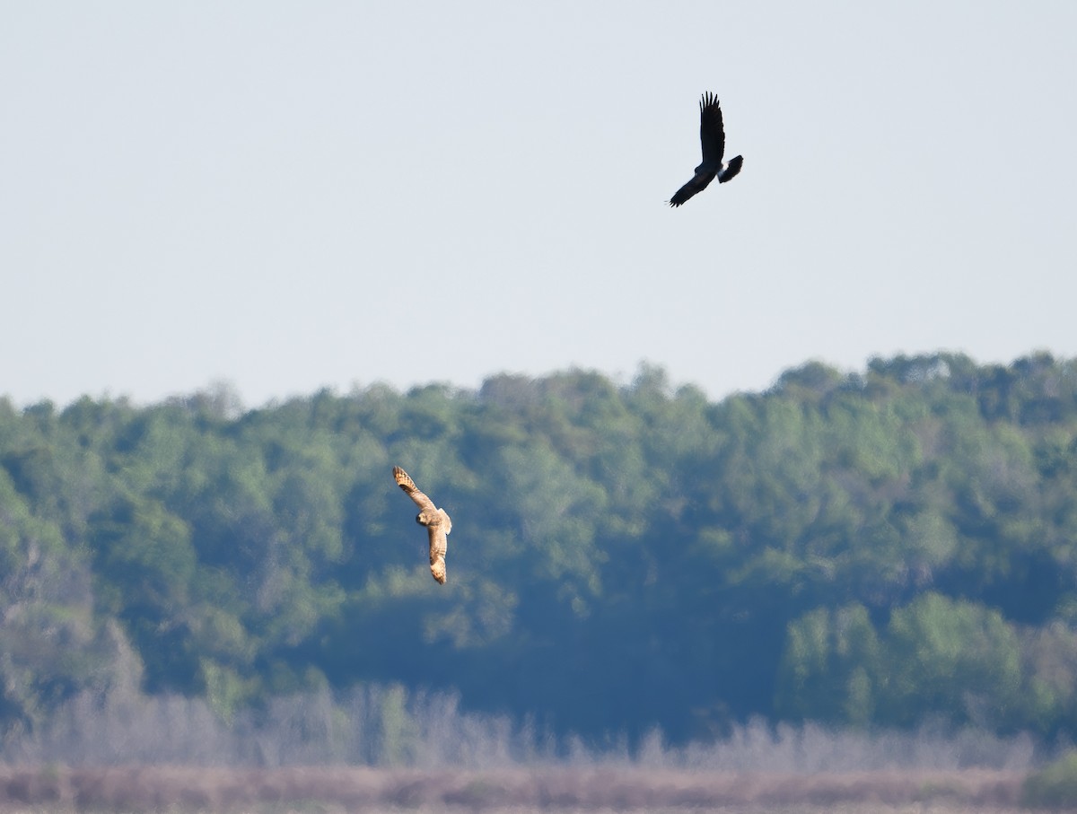 Short-eared Owl - ML632507228