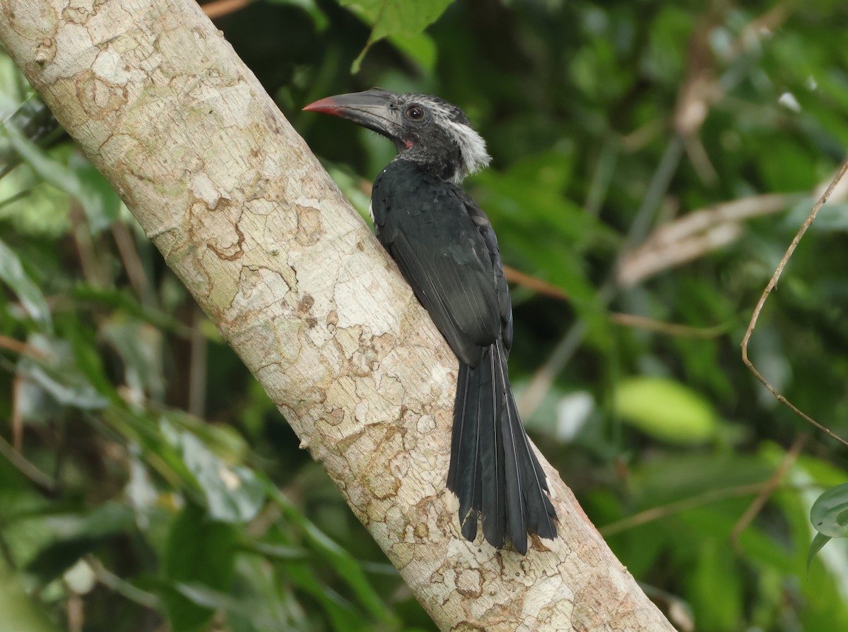 Western Dwarf Hornbill - ML632507229