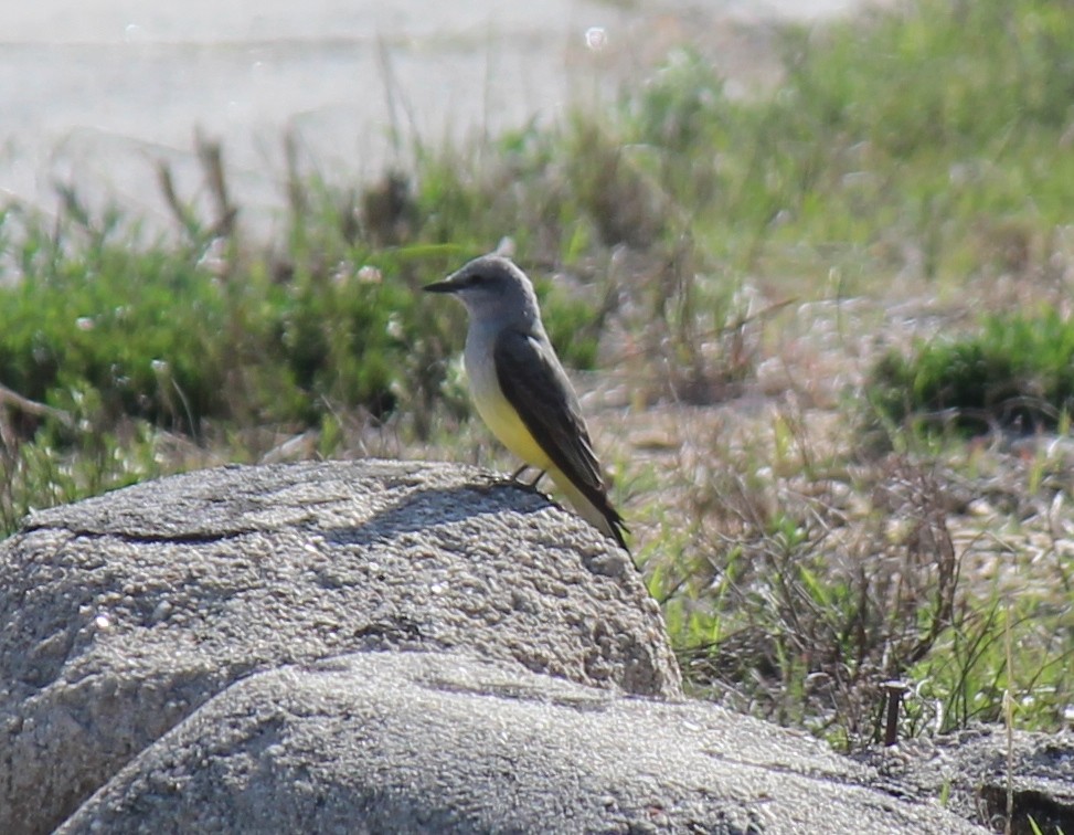 Western Kingbird - ML632507252