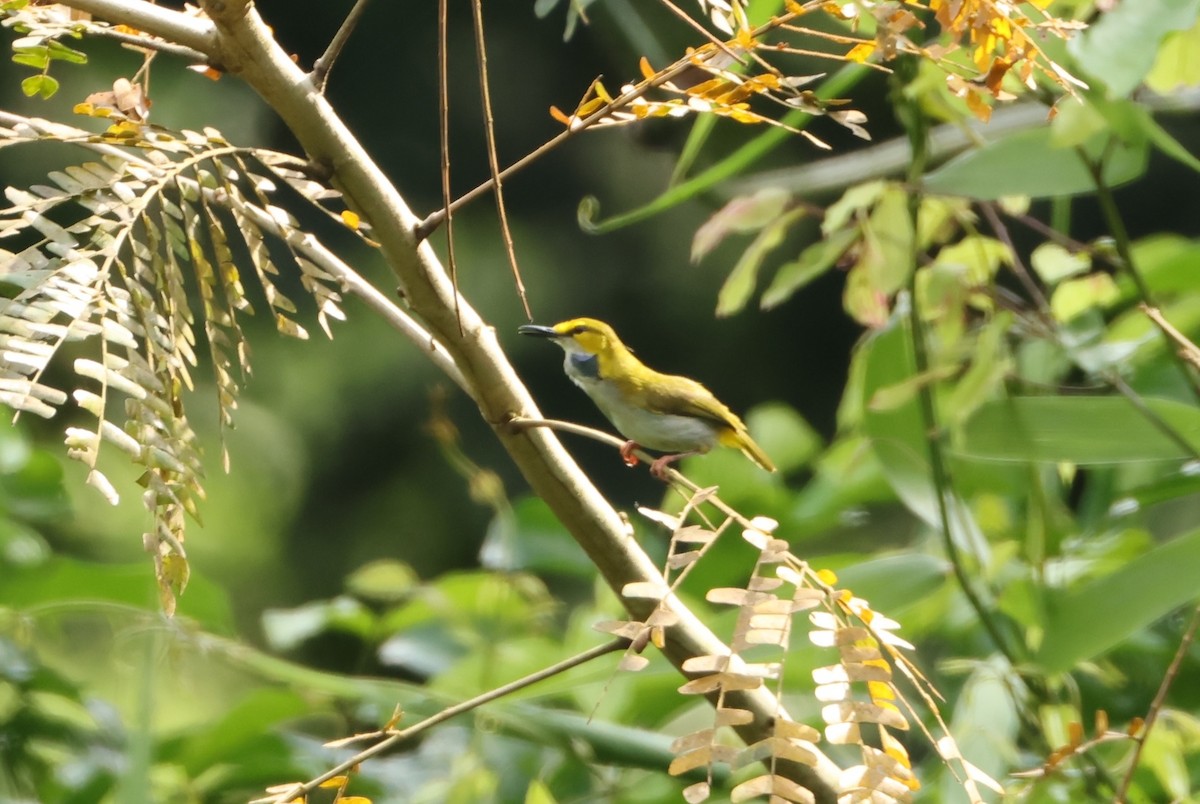 Yellow-browed Camaroptera - ML632507263