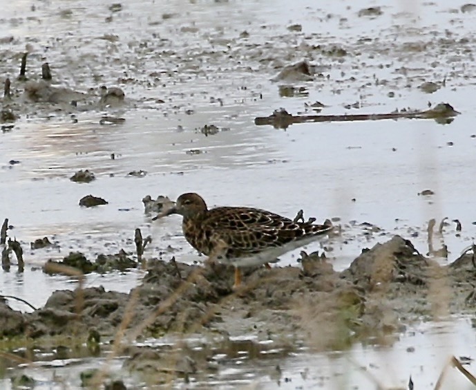 Ruff - ML632507275