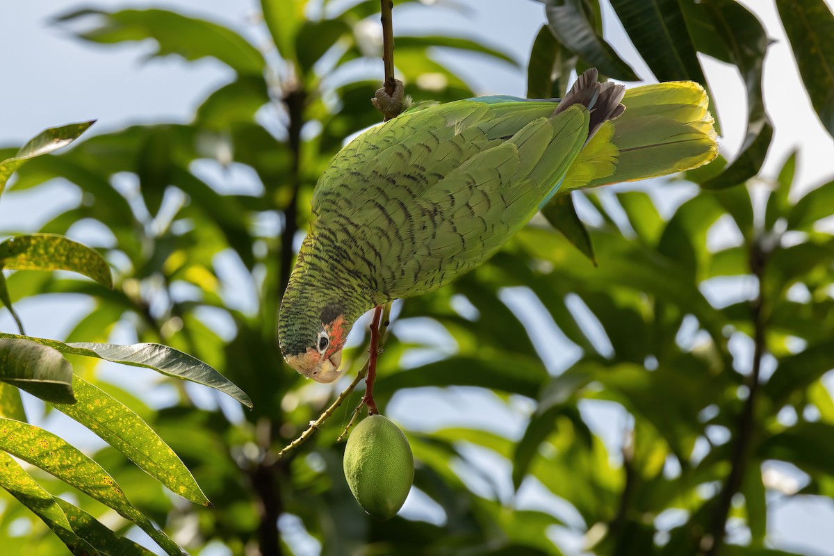 Cuban Amazon (Cayman Is.) - ML632507300