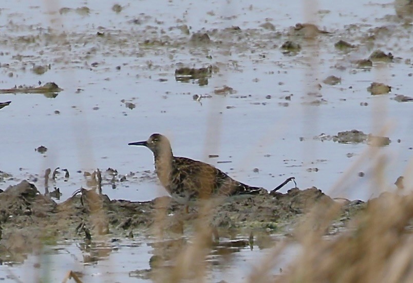 Ruff - ML632507310