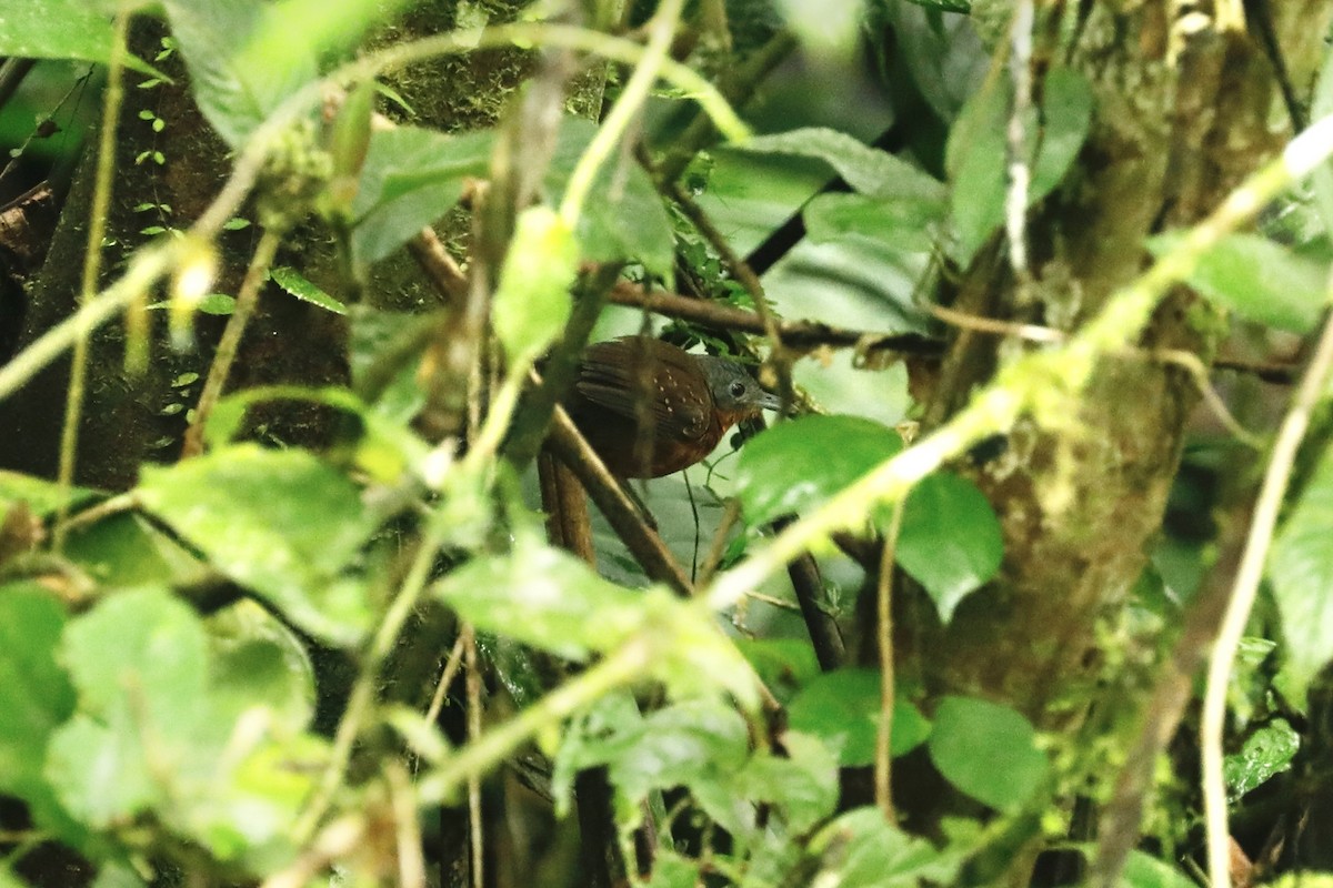 Zimmer's Antbird - ML632507322