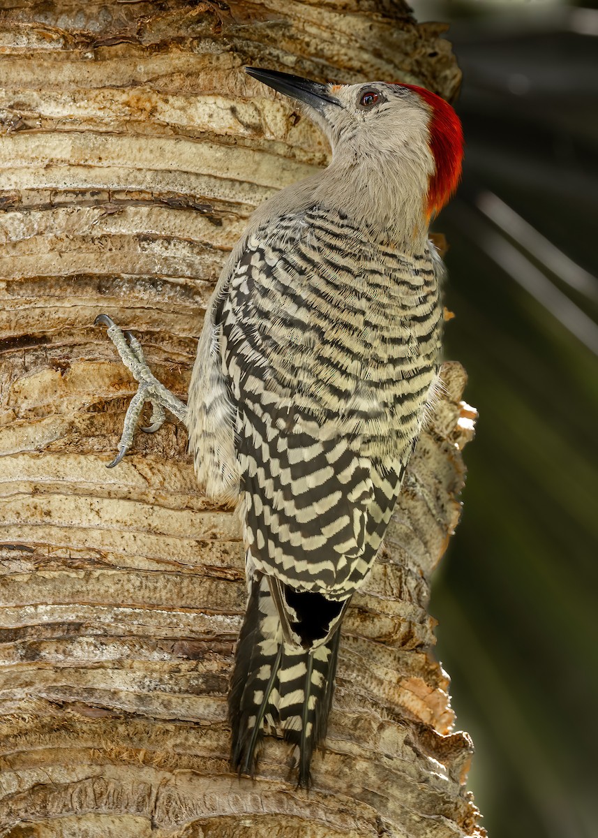 West Indian Woodpecker - ML632507351