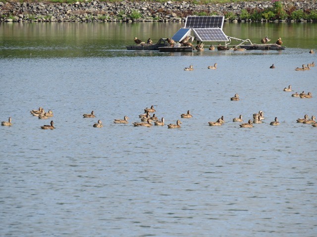 American Black Duck - ML632507429
