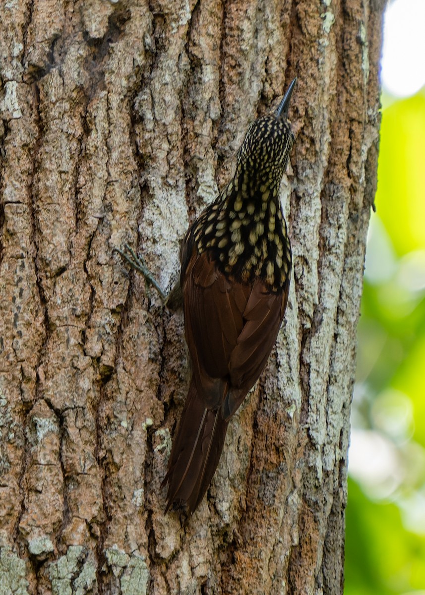 Black-striped Woodcreeper - Zora Dermer