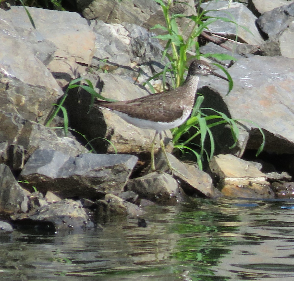 Solitary Sandpiper - ML632507482