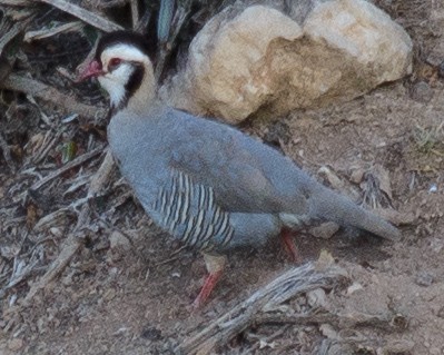 Arabian Partridge - ML632507558