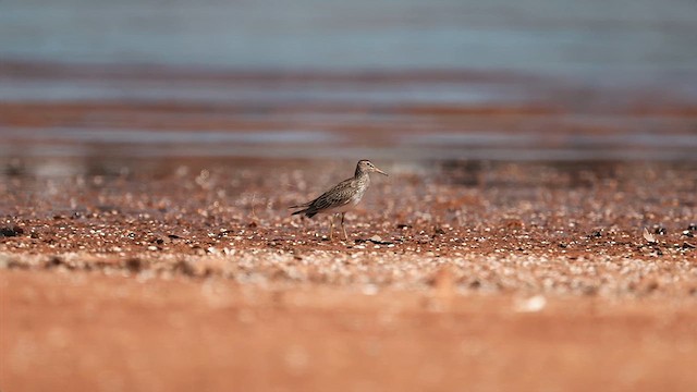 Pectoral Sandpiper - ML632507559