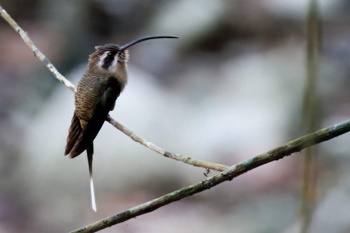 Long-billed Hermit - ML632507562