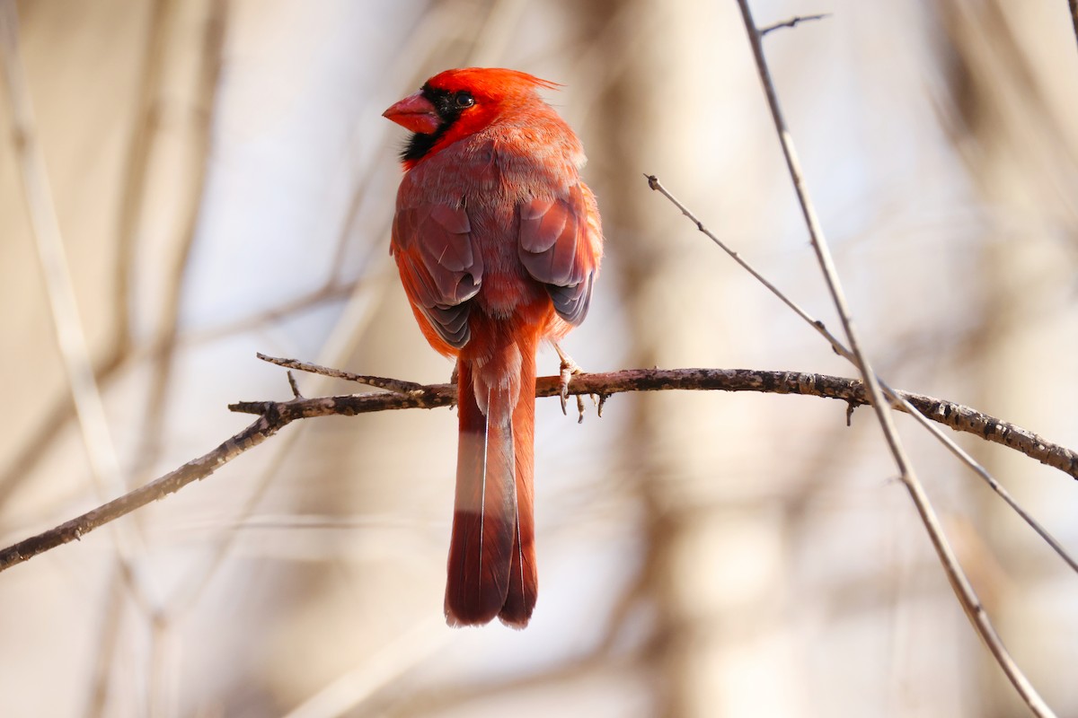 Northern Cardinal - ML632507634