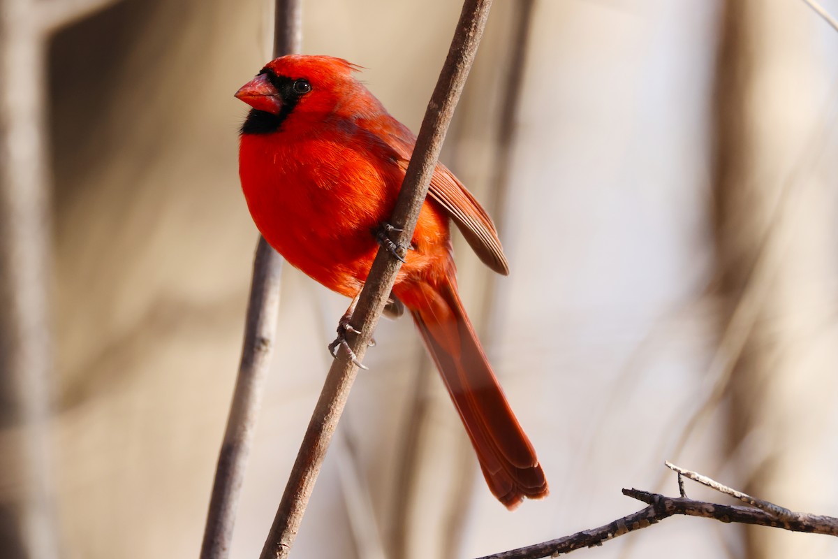 Northern Cardinal - ML632507636