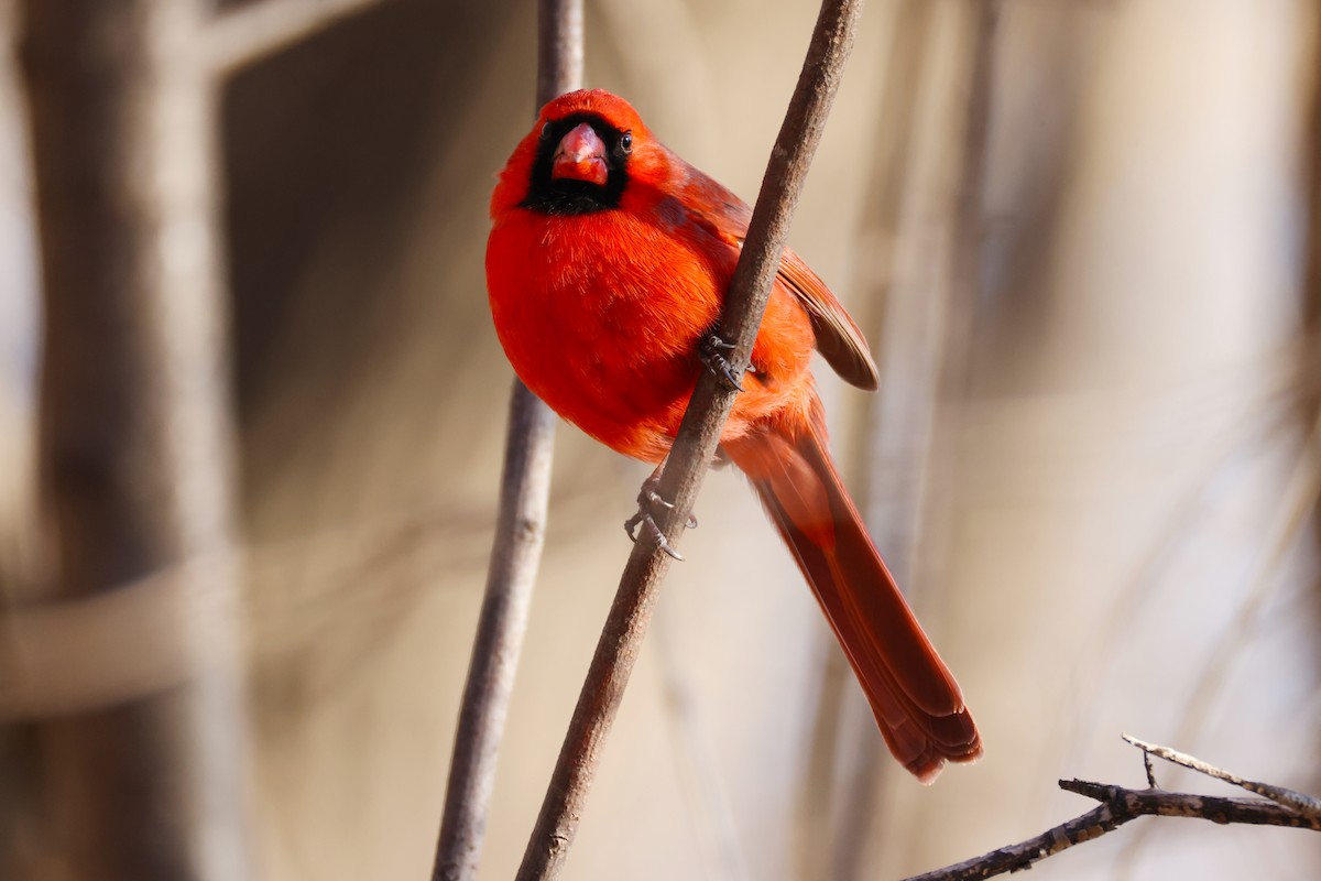 Northern Cardinal - ML632507638