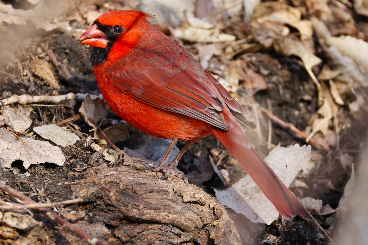 Northern Cardinal - ML632507640