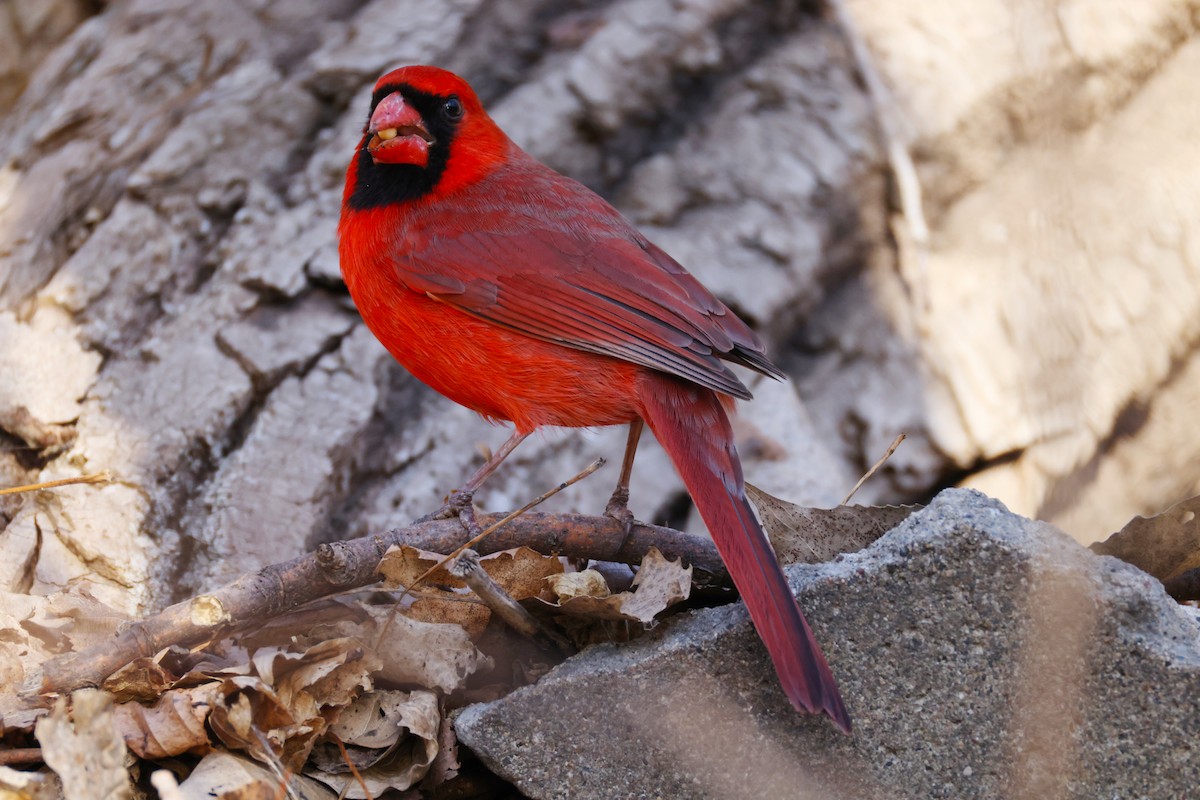 Northern Cardinal - ML632507645