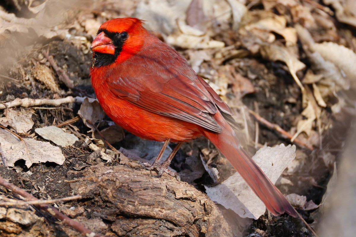 Northern Cardinal - ML632507646