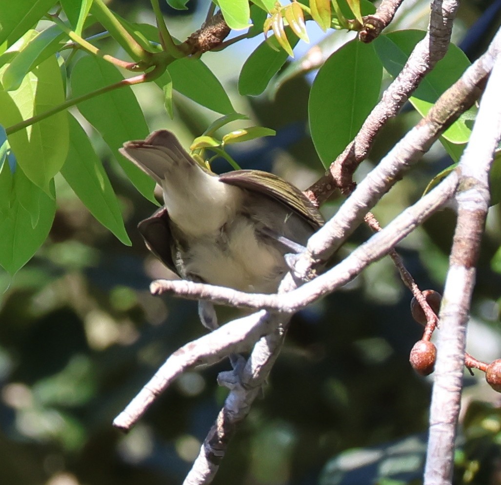 vireo sp. - ML632507686