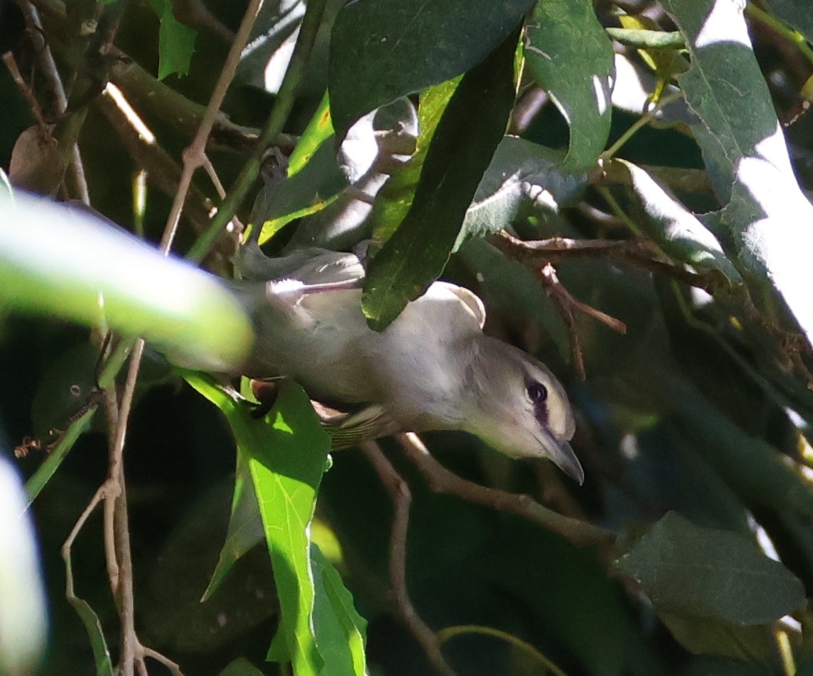 vireo sp. - ML632507697