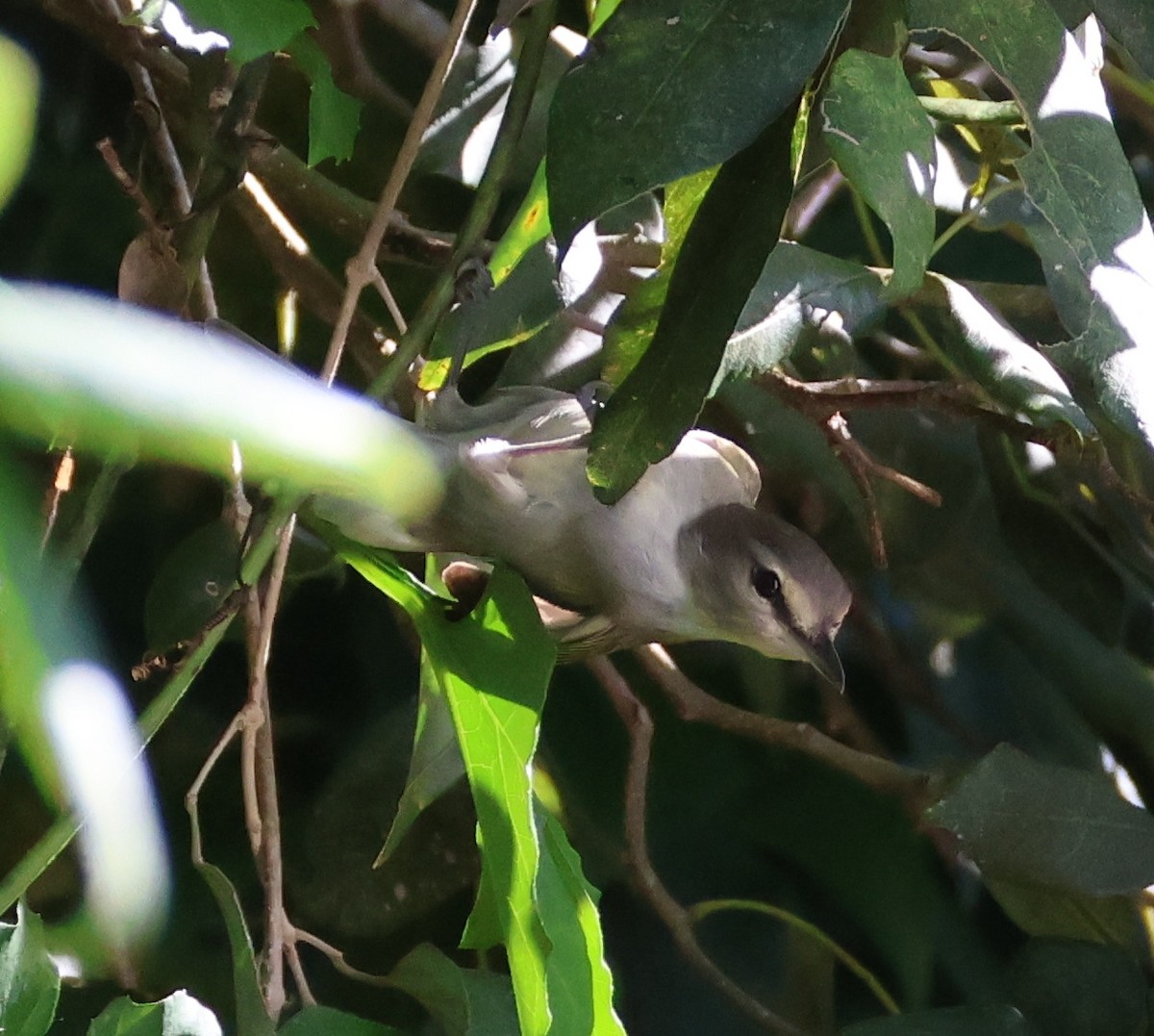 vireo sp. - ML632507700