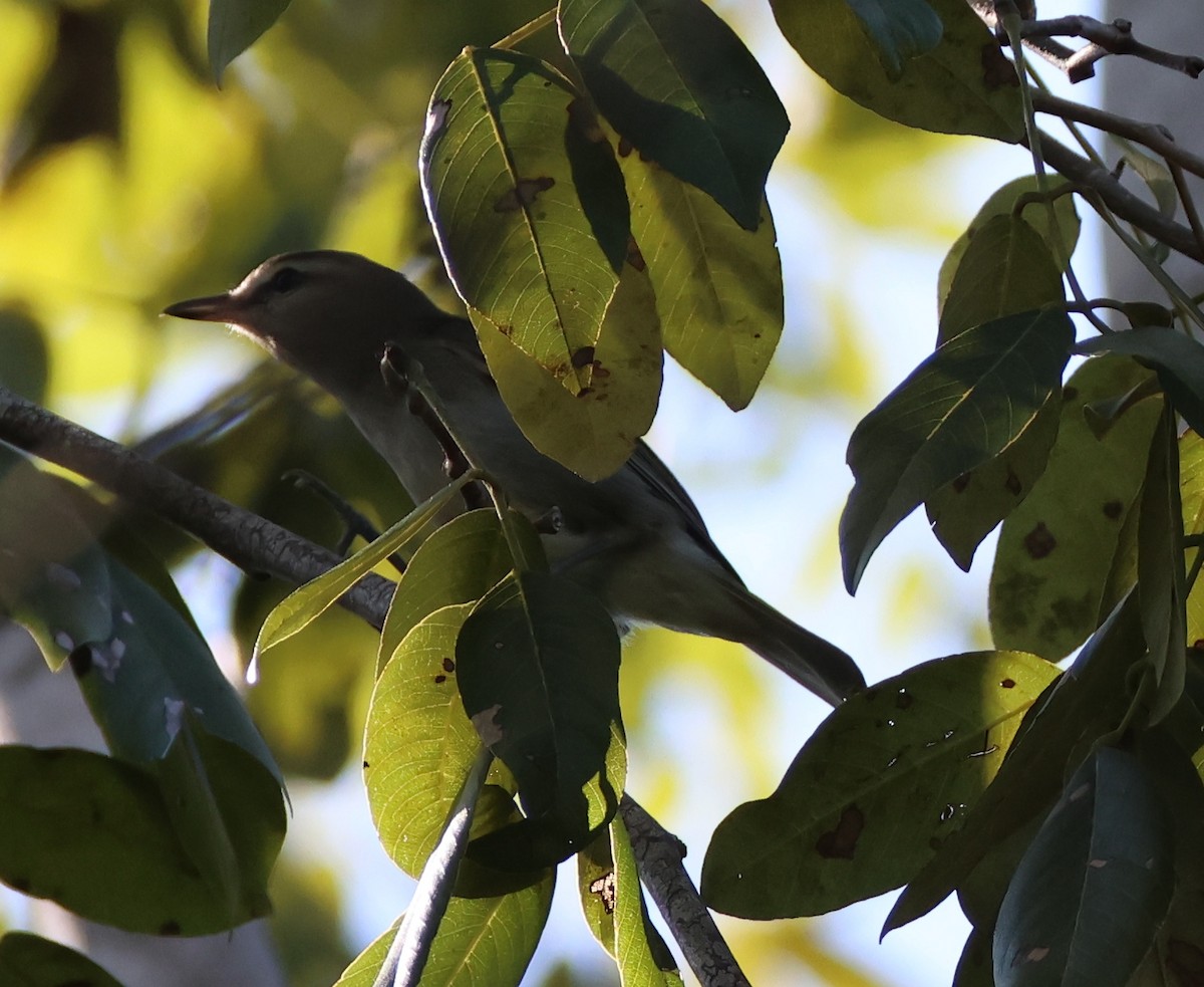 vireo sp. - ML632507710