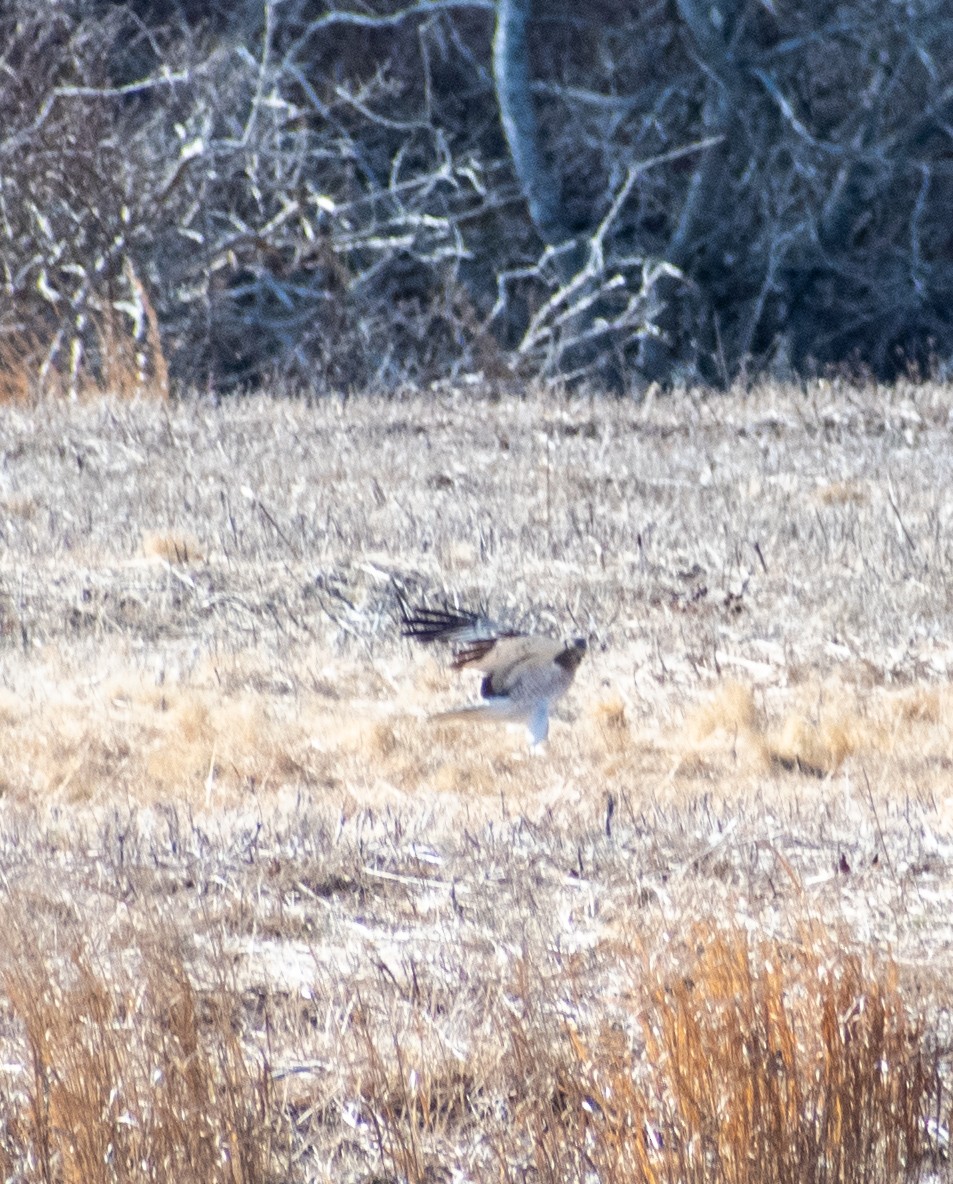 mørkmyrhauk - ML632507810