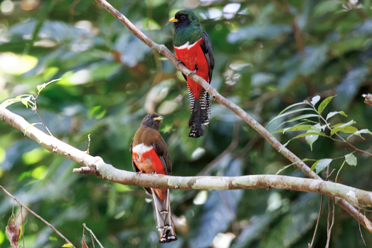 Collared Trogon - ML632507886