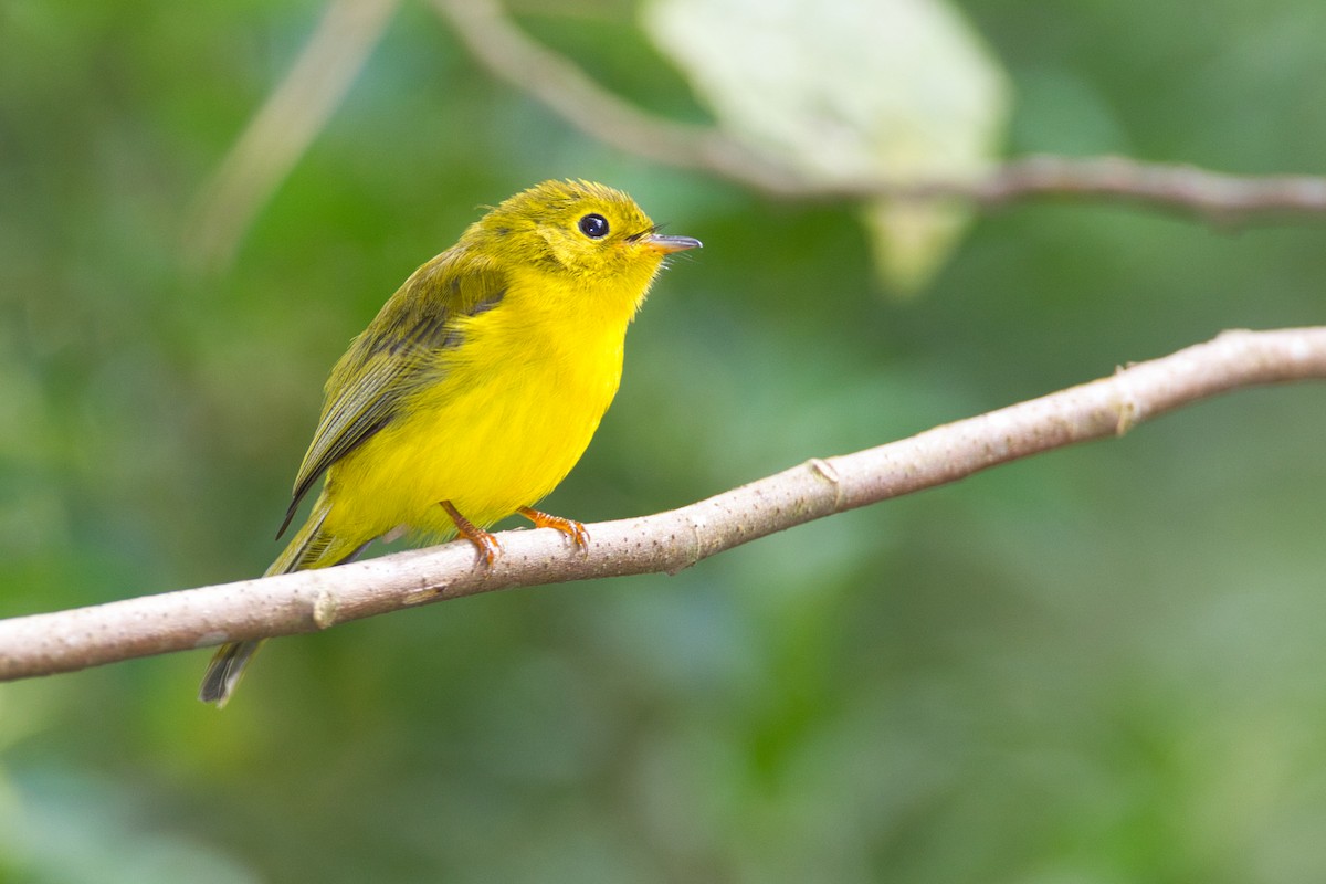 Citrine Canary-Flycatcher - ML632507959