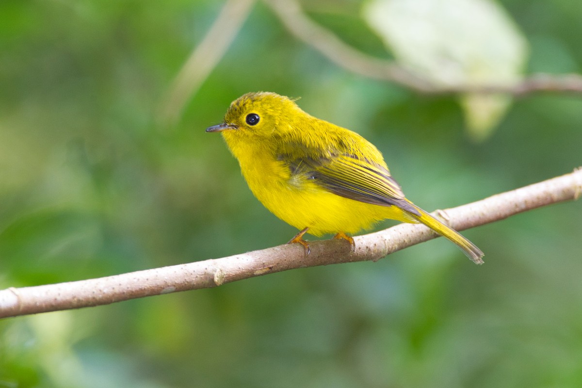 Citrine Canary-Flycatcher - ML632507961