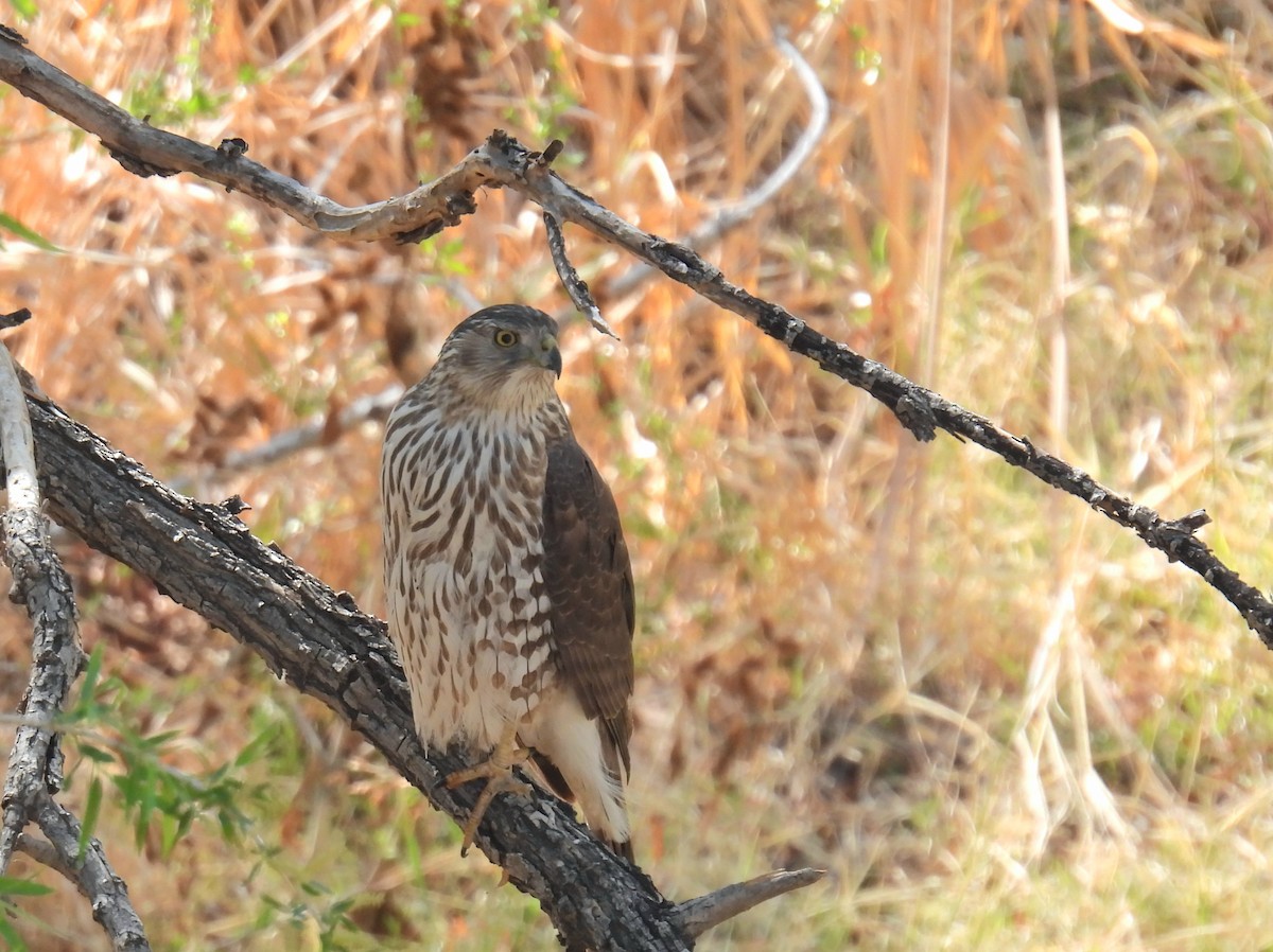 Cooper's Hawk - ML632507965