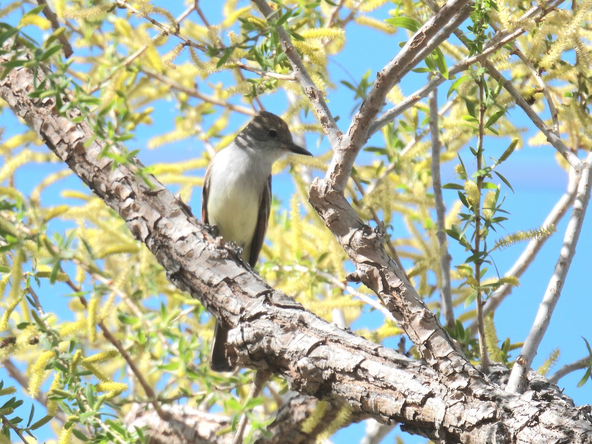 Ash-throated Flycatcher - ML632507993