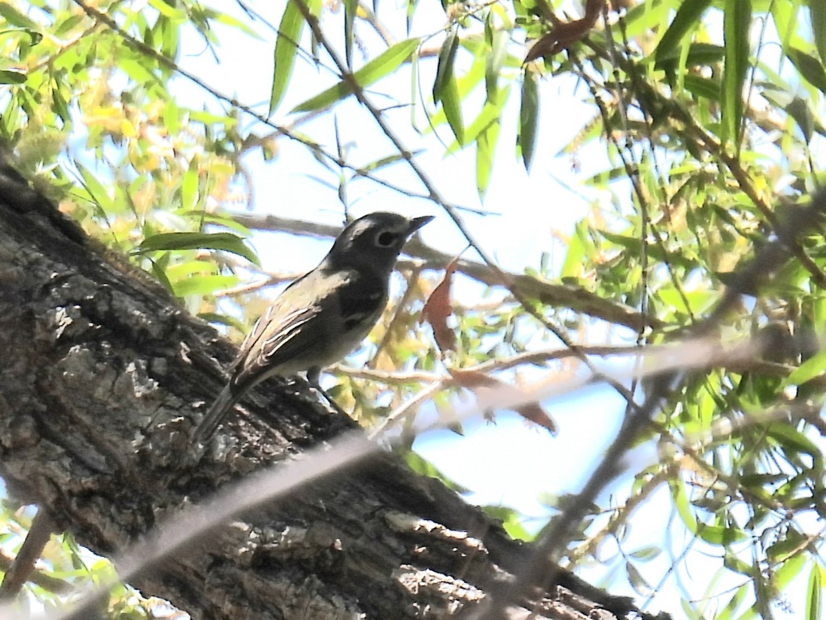 Cassin's Vireo - ML632508002