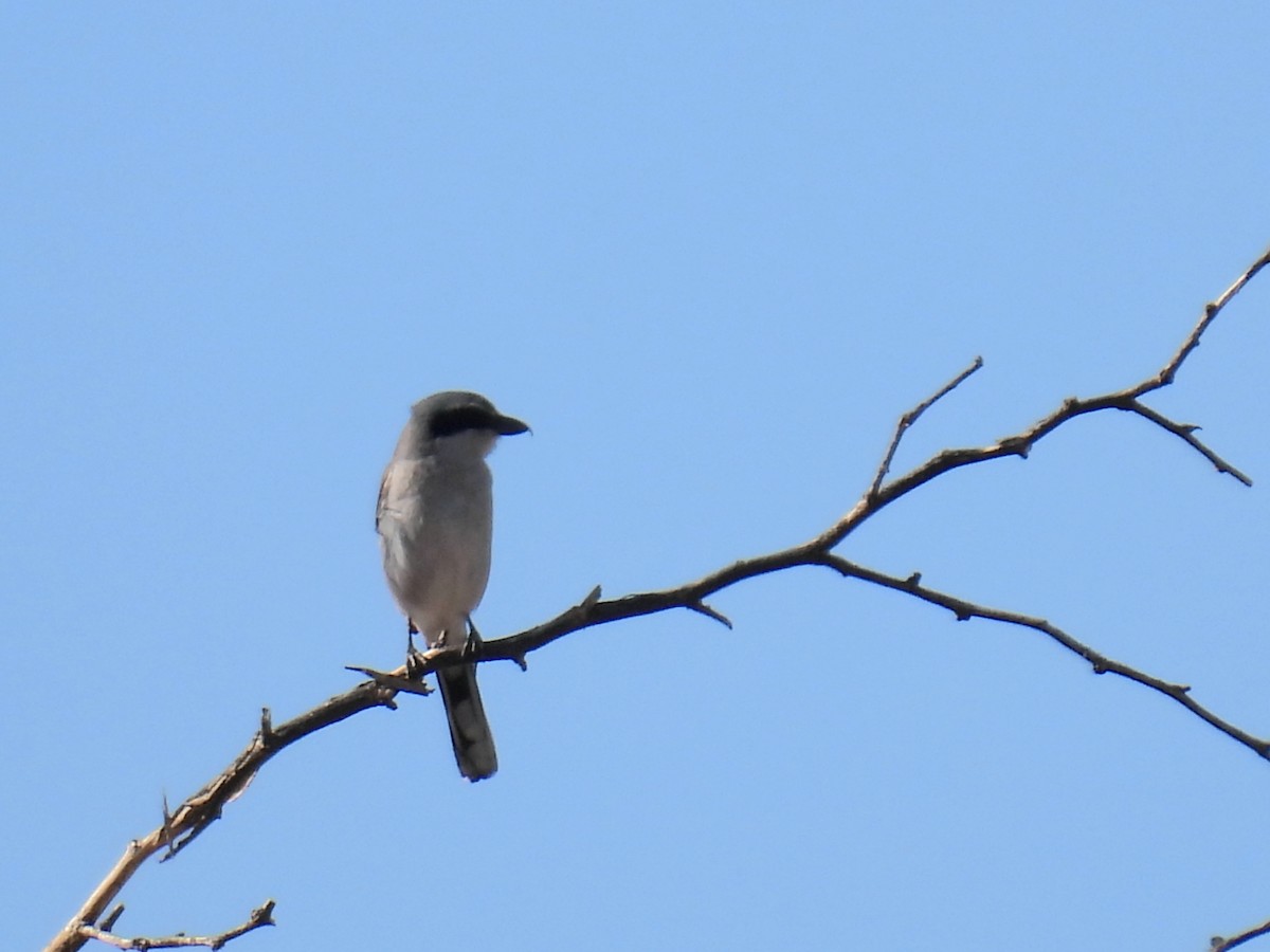 Loggerhead Shrike - ML632508010
