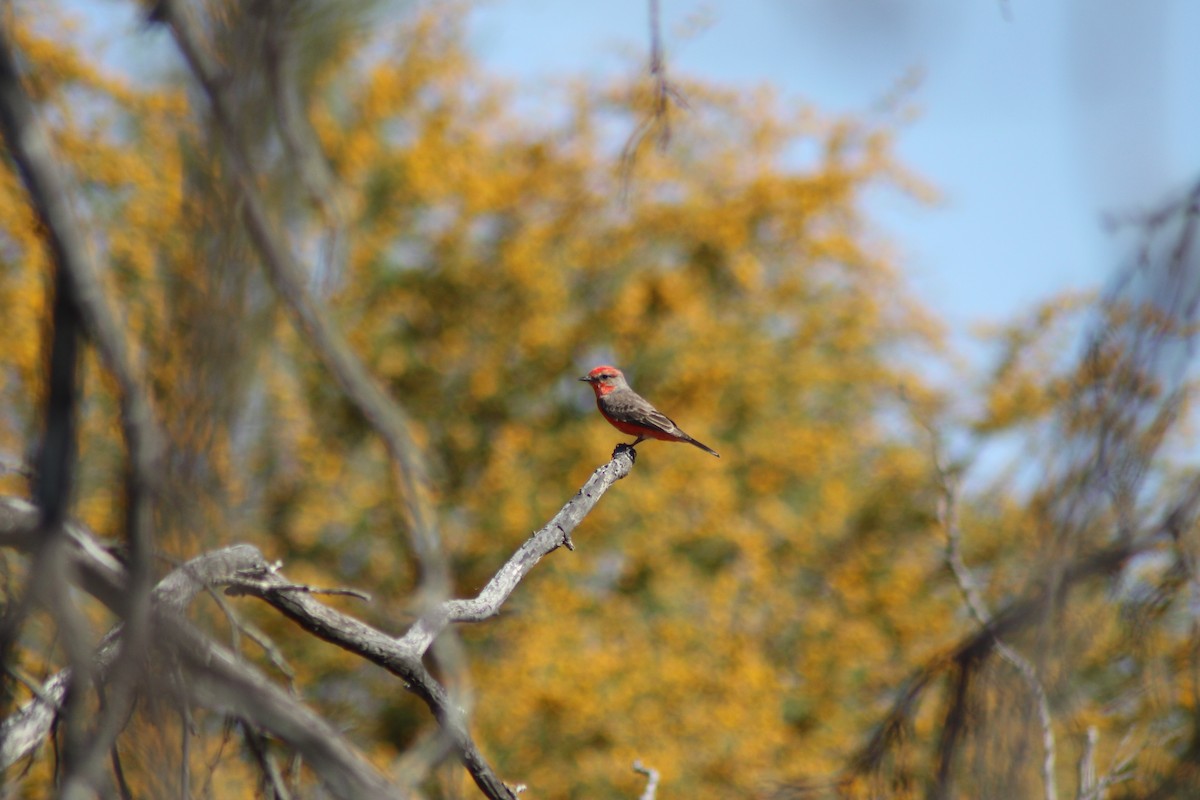 Vermilion Flycatcher - ML632508017