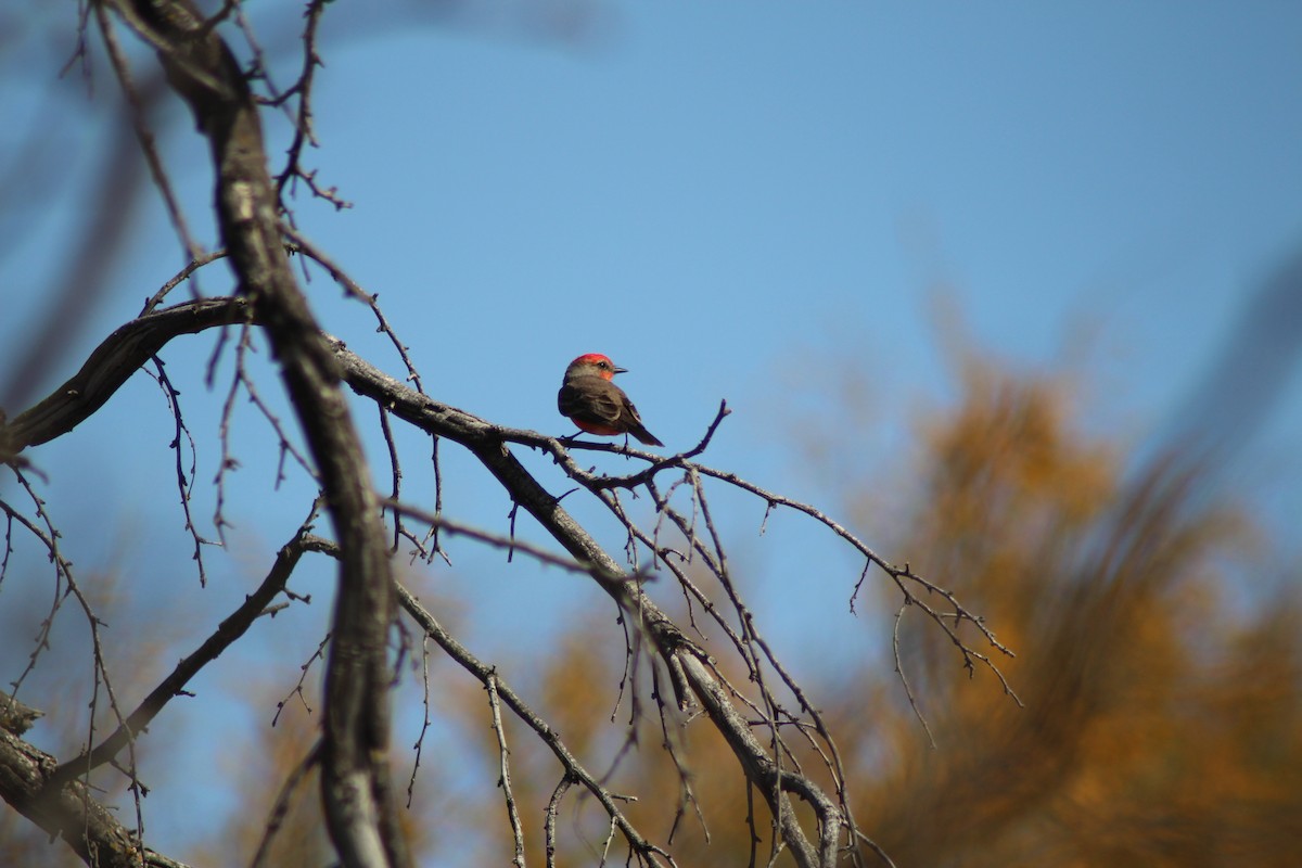 Vermilion Flycatcher - ML632508056