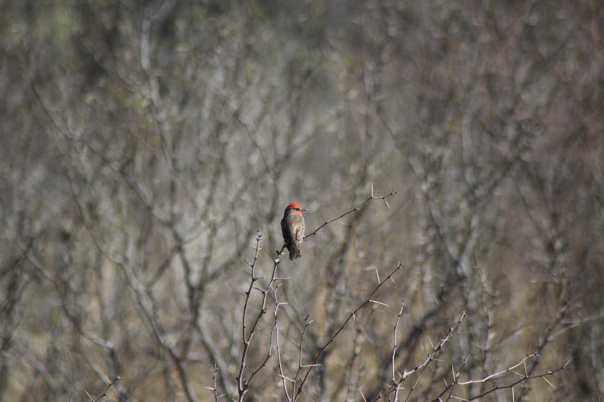 Vermilion Flycatcher - ML632508073