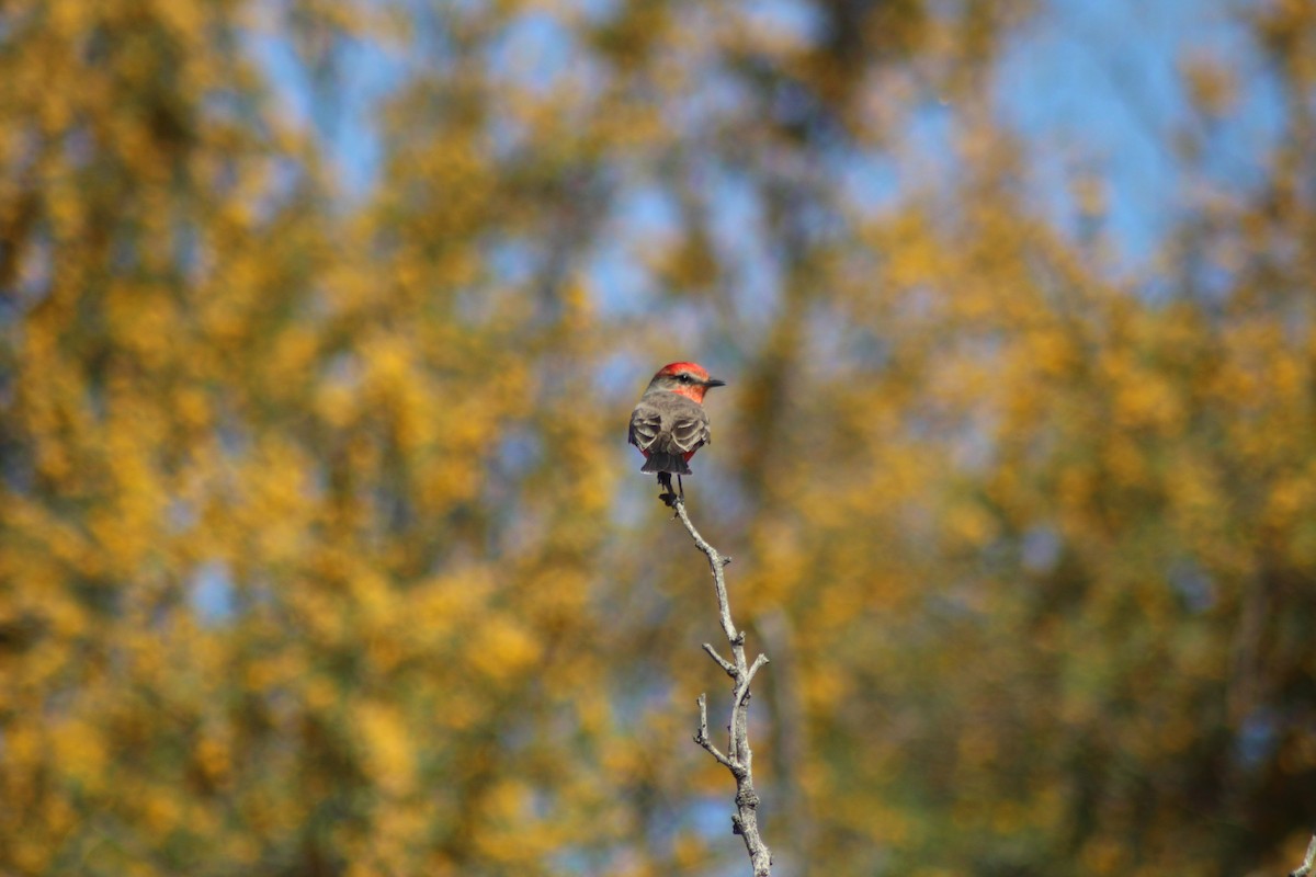 Vermilion Flycatcher - ML632508082