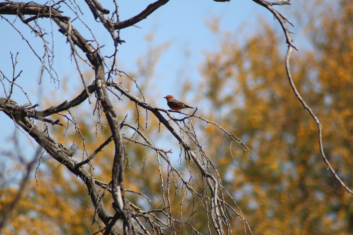 Vermilion Flycatcher - ML632508092
