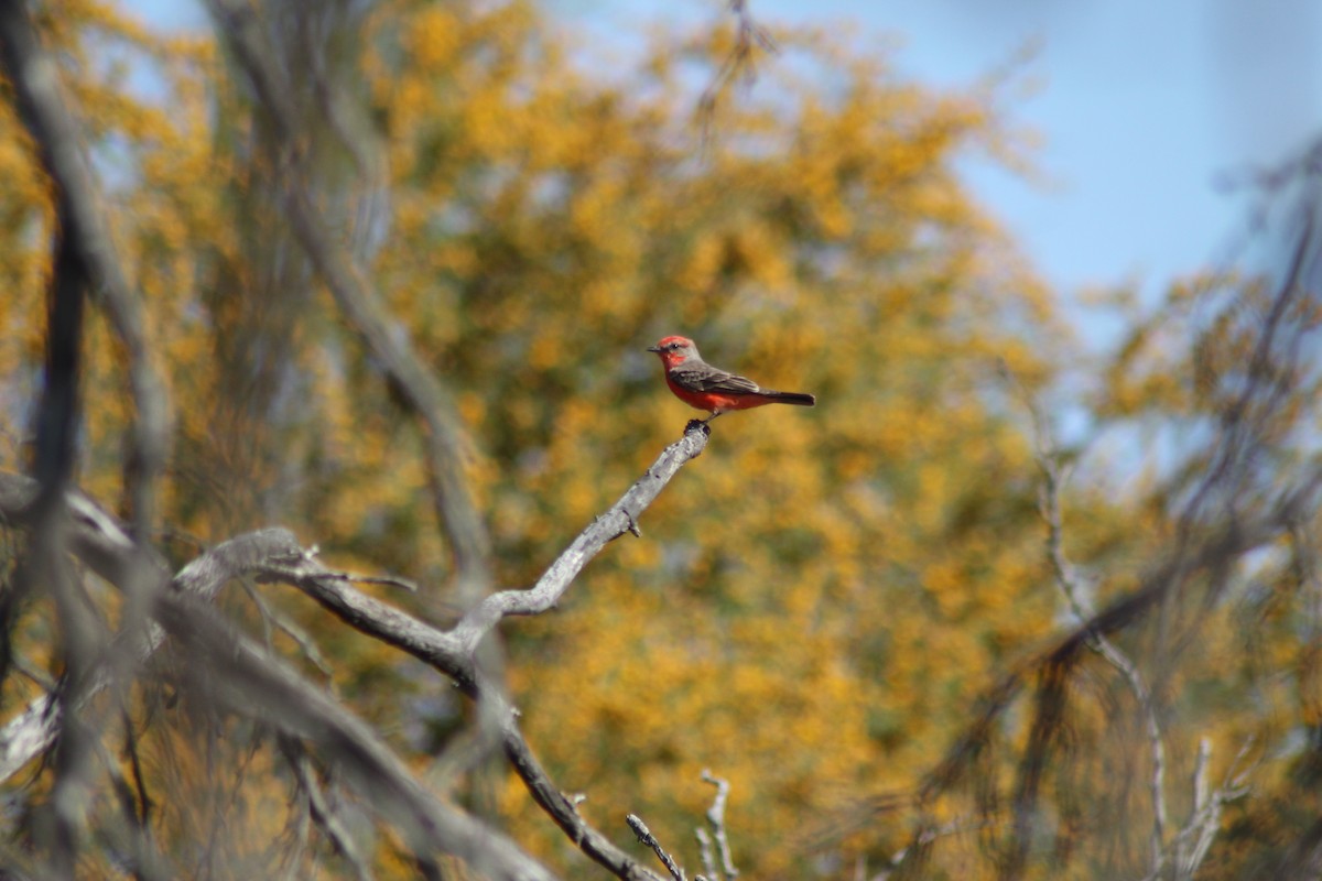 Vermilion Flycatcher - ML632508114