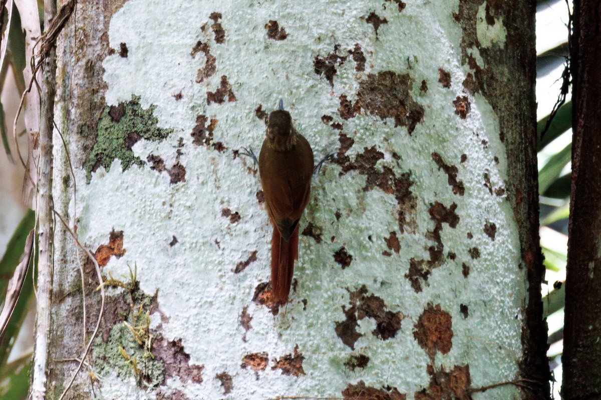 Wedge-billed Woodcreeper - ML632508209