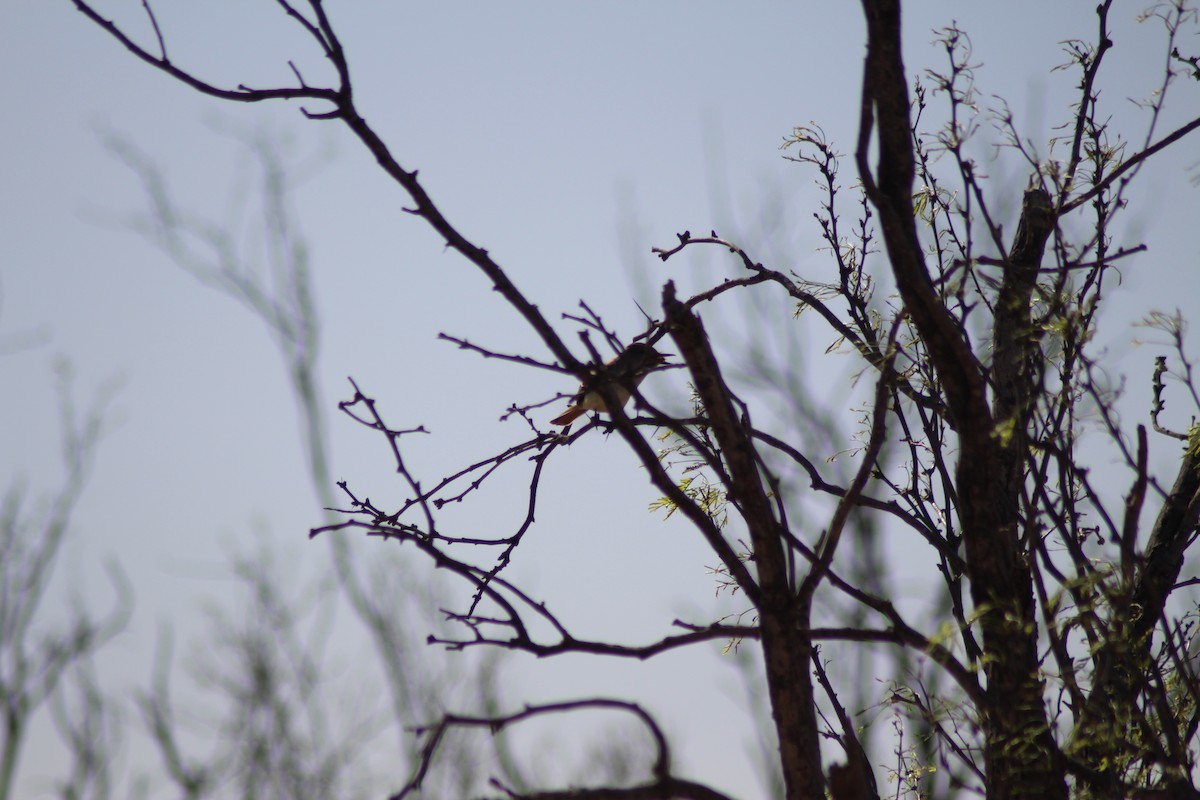 Ash-throated Flycatcher - ML632508231